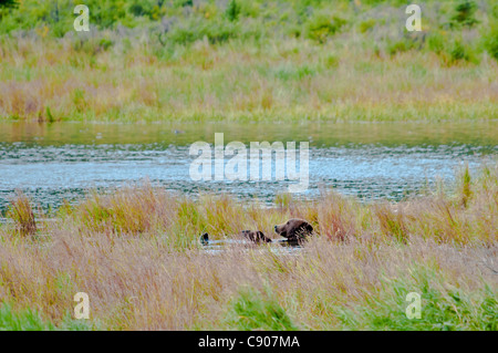 Grizzly Bär, Ursus Arctos Horriblis, entspannen Sie sich auf den Rücken in den Brooks River, Katmai Nationalpark, Alaska, USA Stockfoto