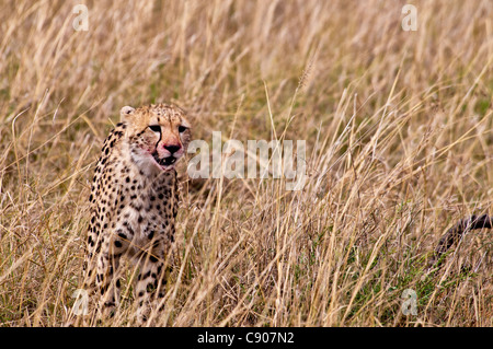 Junge Geparden, Acinonyx Jubatus, mit einem blutigen Mund nach der Fütterung, Masai Mara National Reserve, Kenia, Afrika Stockfoto