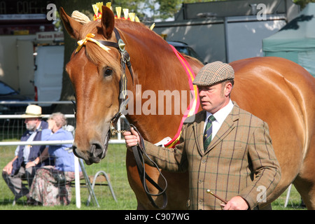 Suffolk Punch angezeigt wird Stockfoto