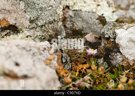 Rock Meer-Spörgel, Spergularia rupicola Stockfoto