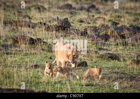 Afrikanische Löwin mit drei jungen, Panthera Leo, Masai Mara National Reserve, Kenia, Afrika Stockfoto