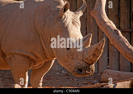 Captive Breitmaulnashorn im Zoo. Stockfoto