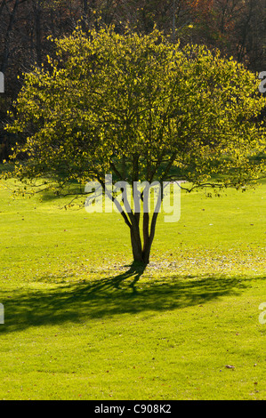 Baum Gießen Schatten auf dem Rasen. Stockfoto