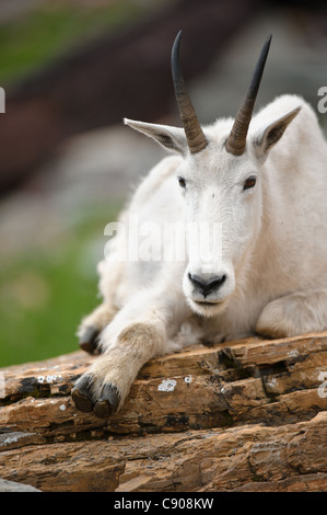 Bergziege Porträt - Oreamnos Americanus - nördlichen Montana Stockfoto