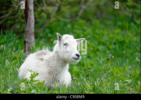 Ein Kind einsamer Bergziege (Oreamnos Americanus) liegt unter einem Baum in einer grünen Sommerwiese, nördlichen Montana Stockfoto