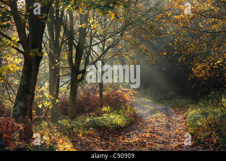 Sonnenstrahlen durchscheinen Herbstlaub auf einem Trail in der Nähe von Barden in Wharfedale, Yorkshire Stockfoto