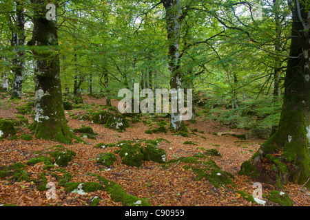 Wald in Urbasa, Navarra, Spanien Stockfoto