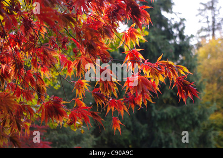 Acer Palmatum Osakazuki, zündeten Arboretum, Cotswolds Stockfoto