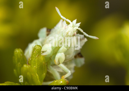 Gezackte Ambush Bug (Phymata sp.) Stockfoto