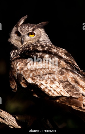 Eurasische Uhu - Bubo bubo Stockfoto