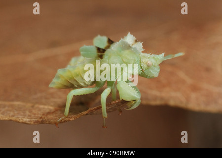 Gezackte Ambush Bug (Phymata sp.) Stockfoto