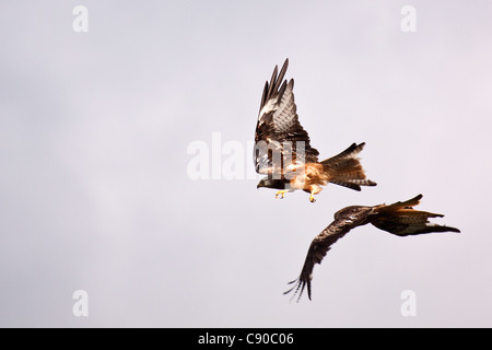 Rotmilane - Milvus milvus Stockfoto