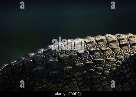 Kreative Zusammenfassung des Rückens einer Sumpf-Krokodil oder Straßenräuber (Crocodylus Palustris) in Ranganathittu Heiligtum, Indien Stockfoto