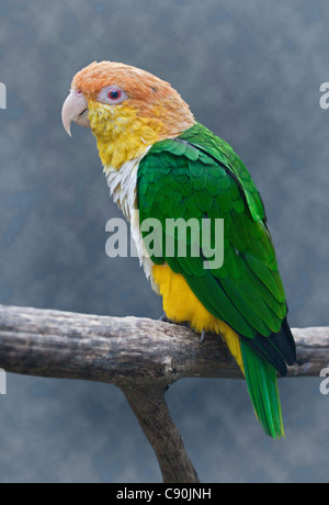 White-Bellied Caique (Pionites Leucogaster) Stockfoto