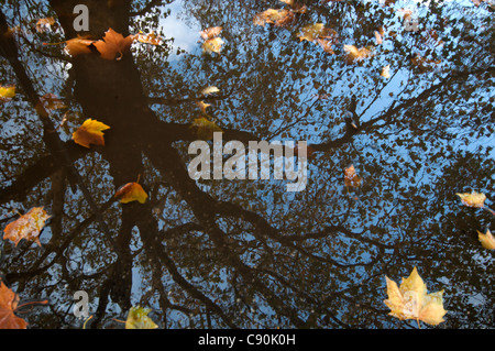 Reflexion der Baum in einer Pfütze mit Herbst Blätter Stockfoto