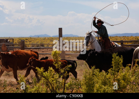 Zapata Ranch ist eine Working Ranch wo Touristen bleiben können und arbeiten, branding von Rindern Alamosa Alamosa County Colorado USA North bin Stockfoto