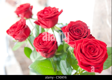 Ein halbes Dutzend rote Rosen Stockfoto