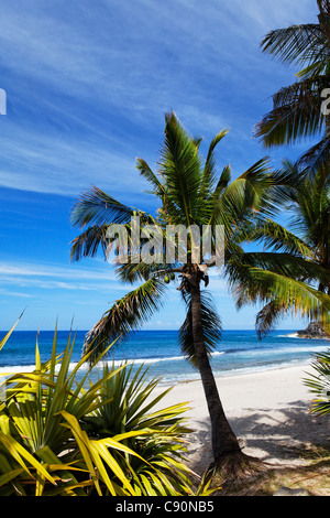 Palmen am Strand von Grand Anse Petite Ile, La Réunion, Indischer Ozean Stockfoto