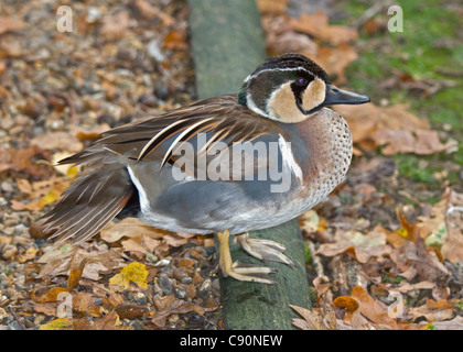 Baikal Krickente (Anas Formosa), UK Stockfoto