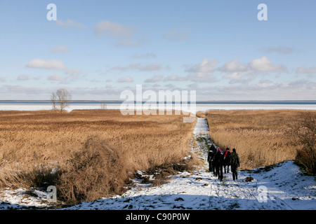 Wanderer in der Nähe von Saaler Bodden im Winter, Ostsee Spa Ahrenshoop, Mecklenburg-Western Pomerania, Deutschland Stockfoto