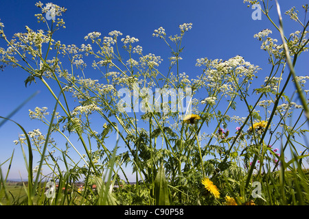 Kuh-Petersilie unter blauen Himmel, Anthriscus Sylvestris, Bayern, Deutschland, Europa Stockfoto