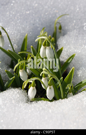 Schneeglöckchen im Schnee, Galanthus Nivalis, Deutschland, Europa Stockfoto