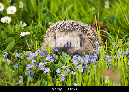 Europäische Igel auf einer Wiese im Frühjahr, Erinaceus Europaeus, Bayern, Deutschland, Europa Stockfoto