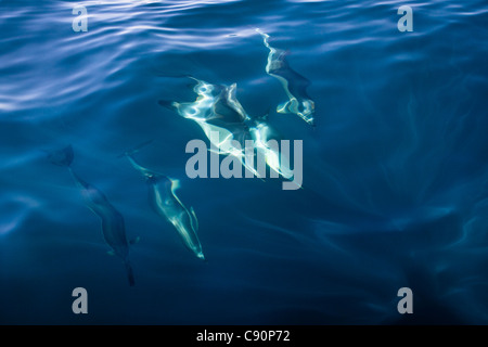 Gemeine Delfine, Delphinus Delphis, im Atlantischen Ozean vor der Algarve-Küste, Portugal, Europa Stockfoto