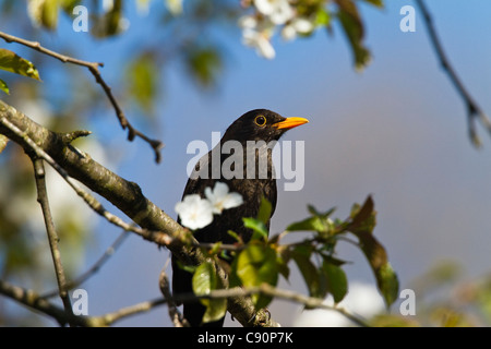 Black Bird in blühenden Kirschbäume Baum, Turdus Merula, Bayern, Deutschland, Europa Stockfoto