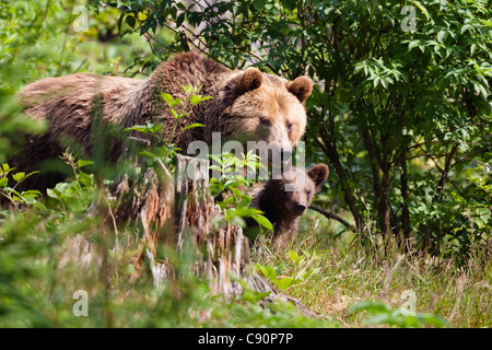 Braunbär, Mutter mit jungen, Ursus Arctos, Nationalpark Bayerischer Wald, Bayern, untere Bayern, Deutschland, Europa Stockfoto