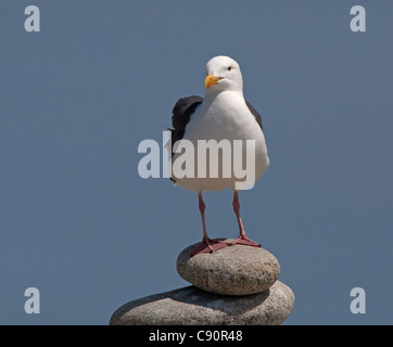 Große Black-backed Gull - Kalifornien, USA Stockfoto