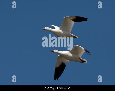 Ross es Gänse im Flug - Sacramento Valley, Kalifornien, USA Stockfoto