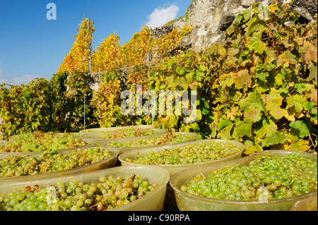 Trauben in Fässern während der Weinlese, Genfer See, Lavaux Weinbergterrassen, UNESCO World Heritage Site Lavaux Weinberg Terras Stockfoto