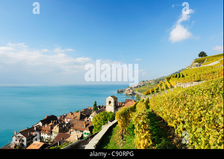 Weingut mit St. Saphorin und den Genfer See, Genfersees Lavaux Weinbergterrassen, UNESCO World Heritage Site Lavaux Weinberg Te Stockfoto