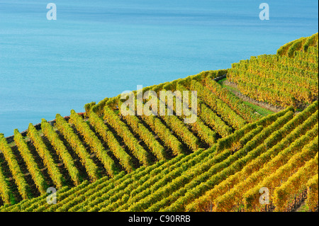 Weingut mit den Genfer See, Genfer See, Lavaux Weinberg Terrassen, UNESCO World Heritage Site Lavaux Weinbergterrassen, Waadt, Swi Stockfoto