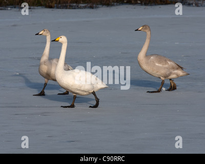 Singschwäne auf Eis Stockfoto