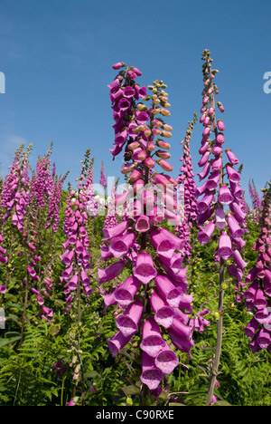 Purple Common Foxglove, Digitalis purpurea, Ramsey Island, Wales, St David's Peninsula, Pembrokeshire, Großbritannien Stockfoto