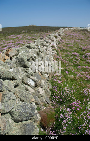 Wilde Blumen um die Steinmauer, Ramsey Island, Wales, St. Davids Halbinsel, Pembrokeshire, VEREINIGTES KÖNIGREICH Stockfoto