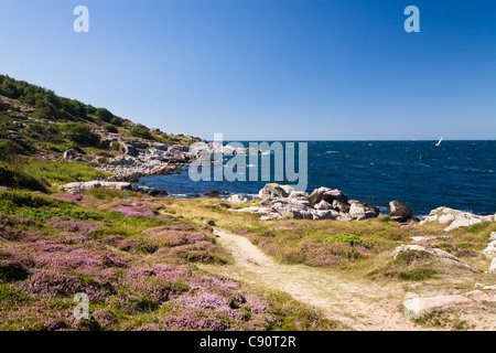 Wanderweg in Küstenlandschaft am Hammer Odde mit blühenden Heidekraut, Hammeren, Nordspitze von Bornholm, Dänemark, Europa Stockfoto