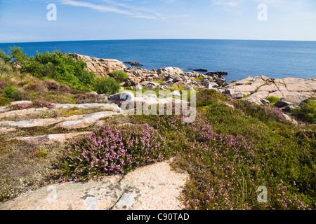 Blühende Heide im Küstenlandschaft am Hammer Odde, Hammeren, Nordspitze von Bornholm, Dänemark, Europa Stockfoto