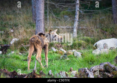 Eurasische Elchkalb, Schweden, Skandinavien, Europa Stockfoto