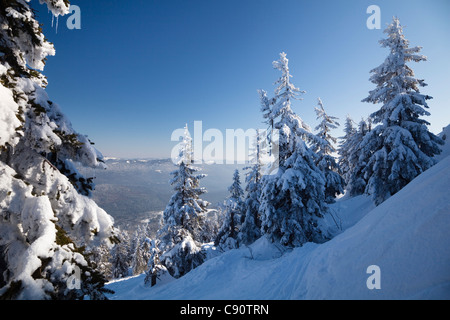 Schnee bedeckte Fichten in Berge, große Arber Berg, Bayerischer Wald, Bayerisch Eisenstein, Bayern, Deutschland, Europ Stockfoto