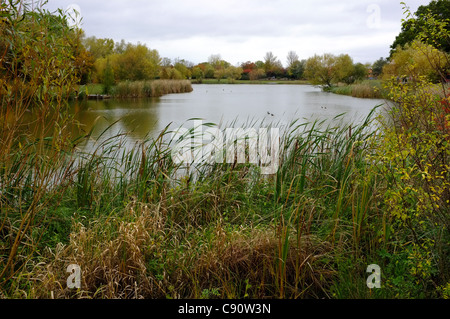 Northlands Park Lake in Basildon, Essex. Stockfoto