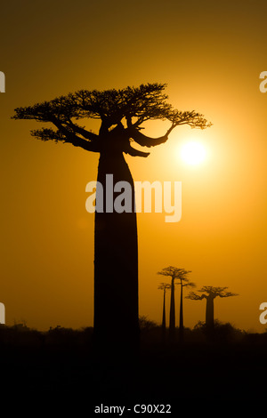 Riesigen Baobab-Bäume (Adansonia Grandidieri) bei Sonnenaufgang, Baobab-Allee in der Nähe von Morondava, Madagaskar Stockfoto