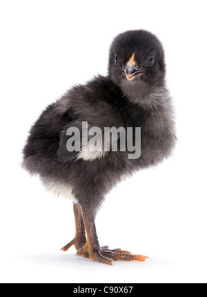 Baby Huhn Closeup isoliert auf weißem Hintergrund Stockfoto