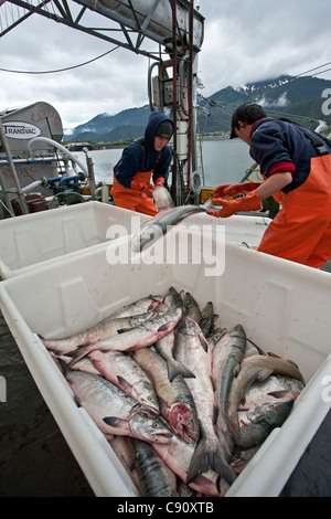 Fischer mit dem Fang des Tages. Juneau. Alaska. USA Stockfoto