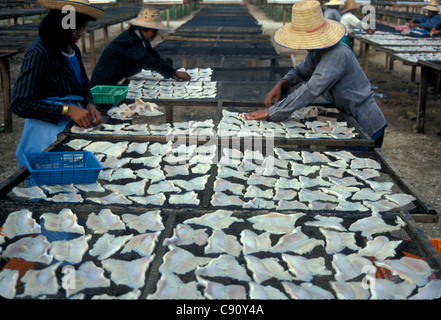 Zwei Frauen, die an der thailändischen Sonnenküste Fische zum Trocknen auslegen Stockfoto