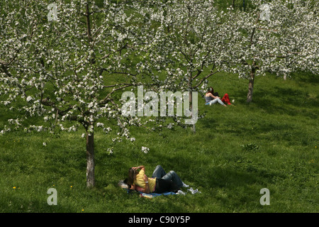 Junge Paare küssen unter blühenden Bäumen am 1. Mai in der Petrin Hill Gardens in Prag, Tschechien. Stockfoto