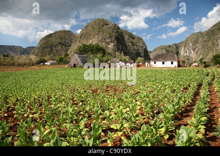 Tabak-Plantage mit einem trocknenden Haus und die Mogotes Hügel im Hintergrund in Vinales Tal, Kuba. Stockfoto