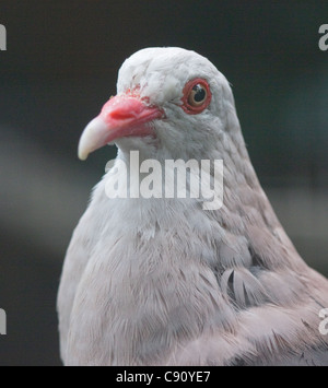 Mauritius rosa Taube (Columba Mayeri) Stockfoto